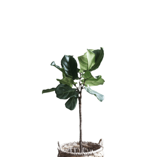 Fiddle-Leaf Plant in Bamboo Basket