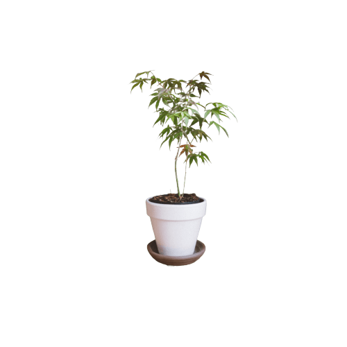 Japanese Maple Plant