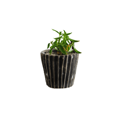 Houseplants in Jpapanese Pot